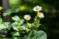 strawberries flowers in the garden - PhotoDune Item for Sale