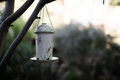 Bird feeder - PhotoDune Item for Sale