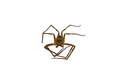 Died heteropoda venatoria huntsman spider on white. - PhotoDune Item for Sale