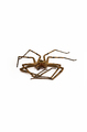 Died heteropoda venatoria huntsman giant crab spider on white. - PhotoDune Item for Sale