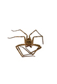 Died heteropoda venatoria huntsman spider on white. - PhotoDune Item for Sale