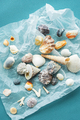 Variety seashells. Collecting sea shells. - PhotoDune Item for Sale