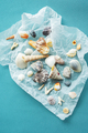 Variety seashells. Collecting sea shells. - PhotoDune Item for Sale