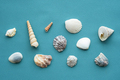 Sea shells pattern. Summery seashells background. - PhotoDune Item for Sale