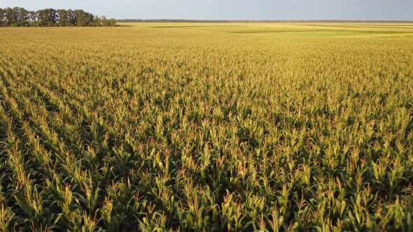 Corn crops in agricultural fields. Flight over the cream of corn