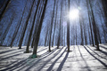 The white mantle of snow under the forest against the light - PhotoDune Item for Sale