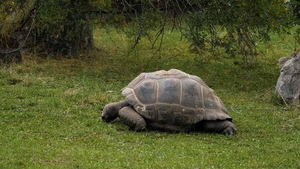 Huge turtle lying on a grass.