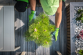 Caucasian Man Installing Pine Tree Pot on His Backyard Deck - PhotoDune Item for Sale