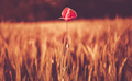Loneliness Concept with Lonely Poppy Flower Between Rye Fields - PhotoDune Item for Sale