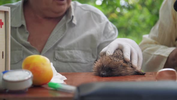 Senior Citizen Takes Microphone and Puts Near Hedgehog