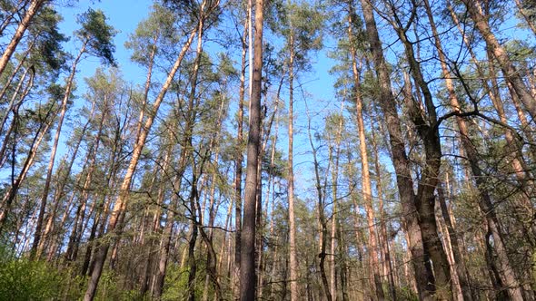 Forest with Pine Trees During the Day POV