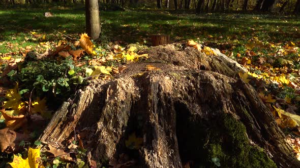 Tree stump in the autumn park.