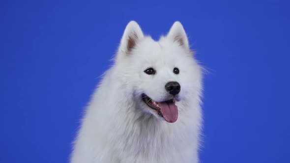 Front View of a Fluffy Samoyed Spitz in the Studio on a Blue Background