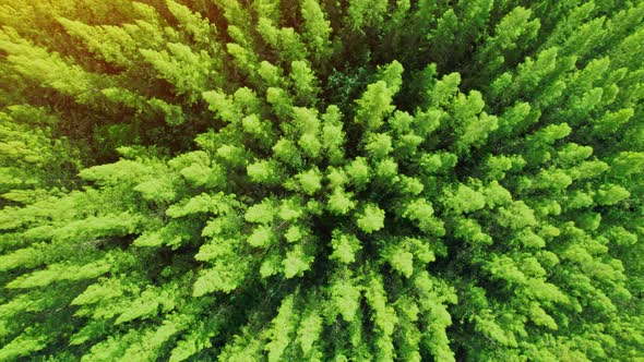 Drone flying over a beautiful pine tree