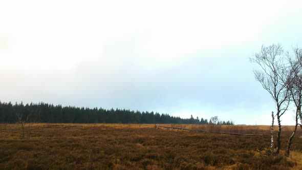 Low angle aerial push out birch trees marshland pine tree forest woods landscape