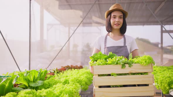 Asian beautiful farmer girl carrying box of vegetables green salad in hydroponic greenhouse farm.