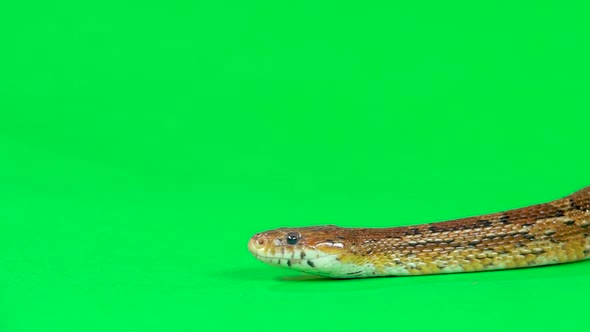 Coronella Brown Snake Crawling on Green Screen at Studio. Close Up. Slow Motion