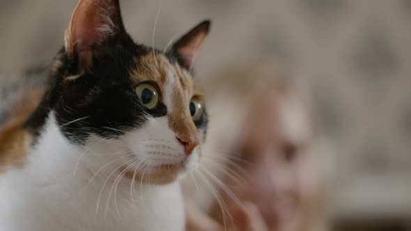 Cute Multicolored Cat Lying at Home Closeup Portrait Rbbro