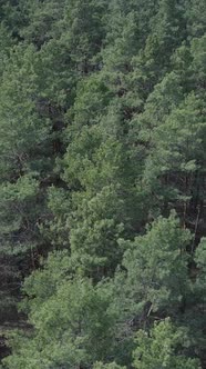 Vertical Video of Pine Forest Aerial View Slow Motion