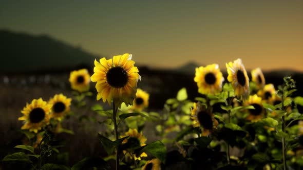 Sunflower Field on a Warm Summer Evening