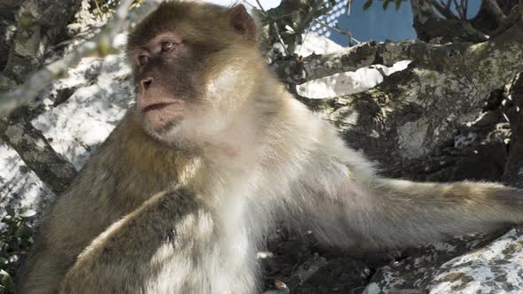 Barbary macaque monkey looking around in tree branches, Gibraltar.