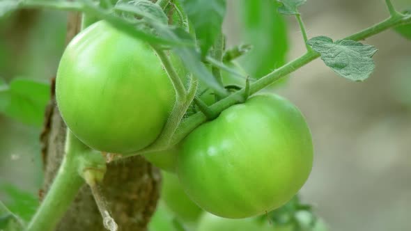 Green Tomato 4