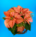 Potted poinsettia flower - PhotoDune Item for Sale