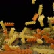 Pasta Falls Onto a Hard Black Surface - VideoHive Item for Sale