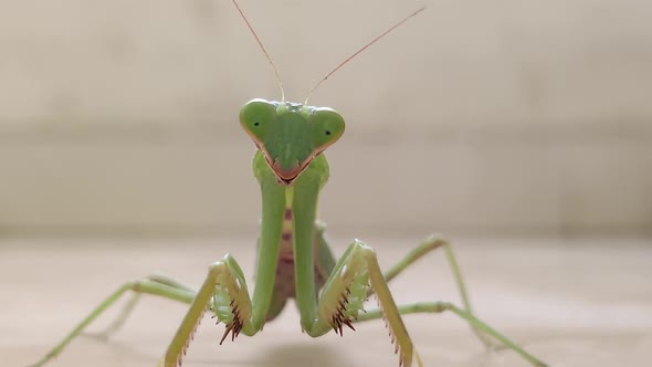 Praying Mantis stares in to the camera and walks towards it. 4k footage