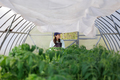 woman in greenhouse transplants seedlings of vegetables fruits tomatoes cucumbers and carrots - PhotoDune Item for Sale