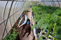 woman in greenhouse transplants seedlings of vegetables fruits tomatoes cucumbers and carrots - PhotoDune Item for Sale