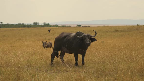 African buffalo and wild boar in Masai Mara