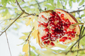 Ripe cracked pomegranate on a tree - PhotoDune Item for Sale