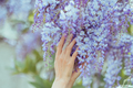 woman's hands holding a bunch of blooming wisteria. gardening concept. - PhotoDune Item for Sale