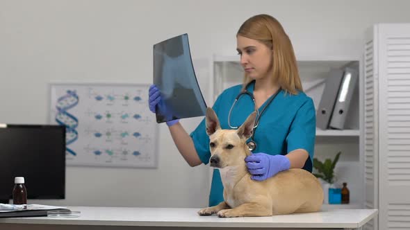 Female Vet Looking at X-Ray Image