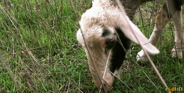 Sheep Grazes (Close Up)