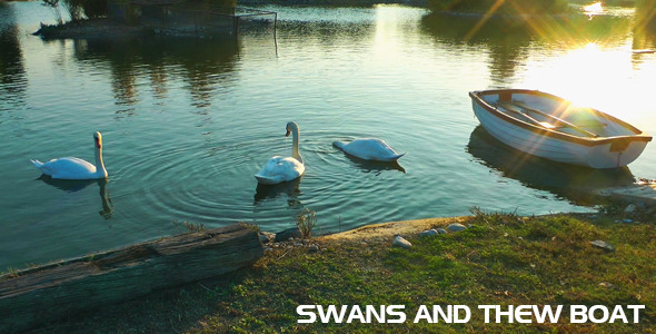 Swan Family and the Boat in the Lake