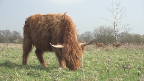 Highland cattle grazing and eating on agricultural grassland, big cow closeup