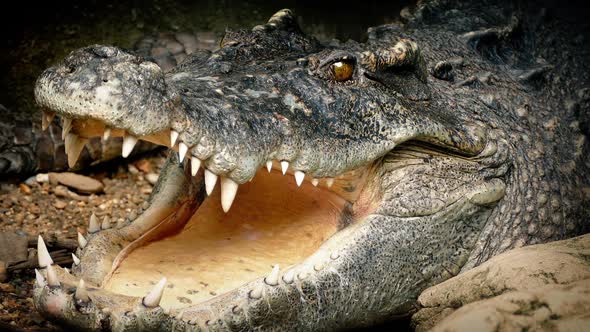 Big Crocodile Opens Mouth