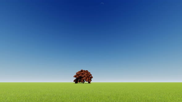 Green Single Tree Nature Background.