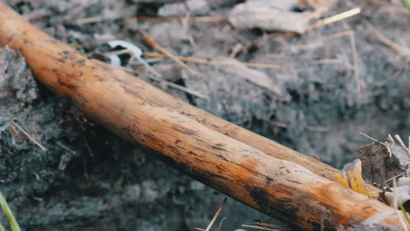 A Lot of Ants are Moving on a Stick Over a Cliff on the Ground CloseUp