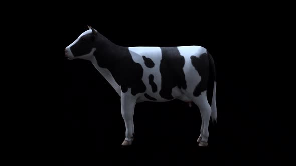 Cow Idle From View Side alt