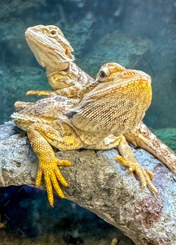 Bearded dragons in the pet store