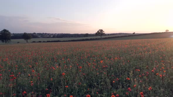 Poppies in a Farm Field at Sunset
