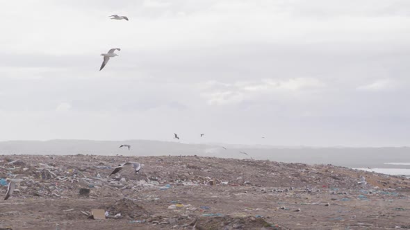 Birds flying over rubbish piled on a landfill full of trash