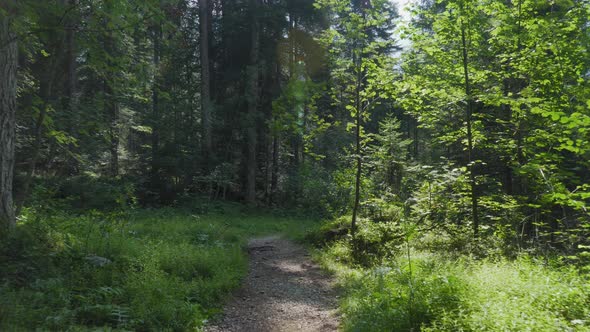 Walk along deciduous forest in Northern Italy. POV shot