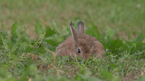 Oryctolagus cuniculus Wild European Rabbit close up