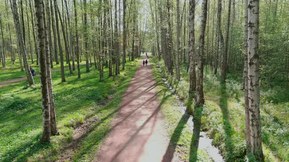 The Drone Flies Slowly Through Trees People Walk in Public Park in Sunny Weather Young Foliage in