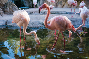 Flamingos searching for food by filtering the pond water with their beaks.