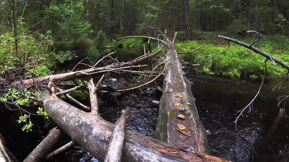 Forest River in a Coniferous Forest and Dense Greenery of Vegetation